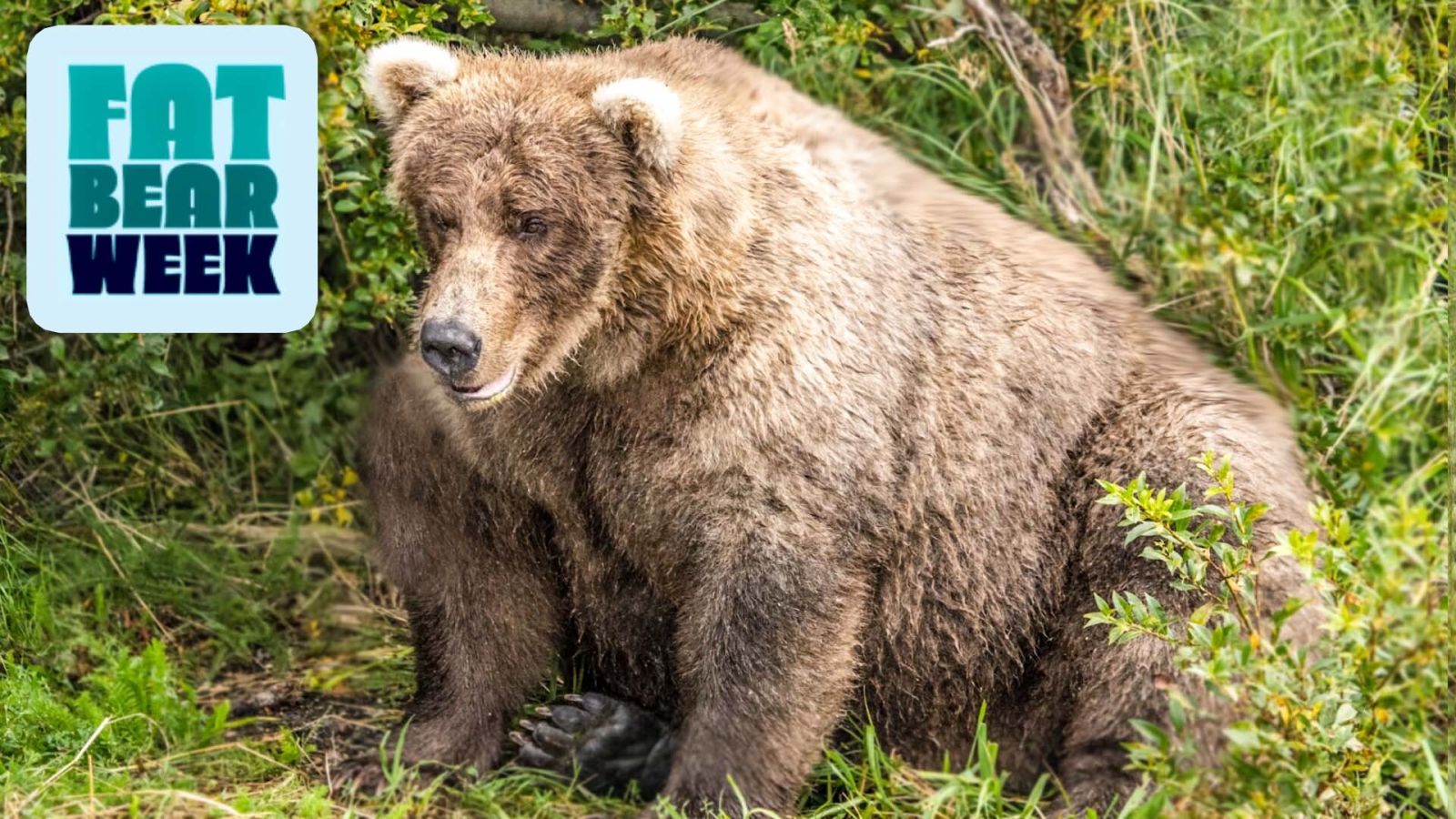 How Fat Bears Bulk Up To Hibernate (And Why We Love To See It)